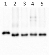 Cyt f | Cytochrome f protein (PetA) of thylakoid Cyt b6/f-complex (higher plants) in the group Antibodies Plant/Algal / Photosynthesis / Electron transfer at Agrisera AB (Antibodies for research) (AS20 4377)